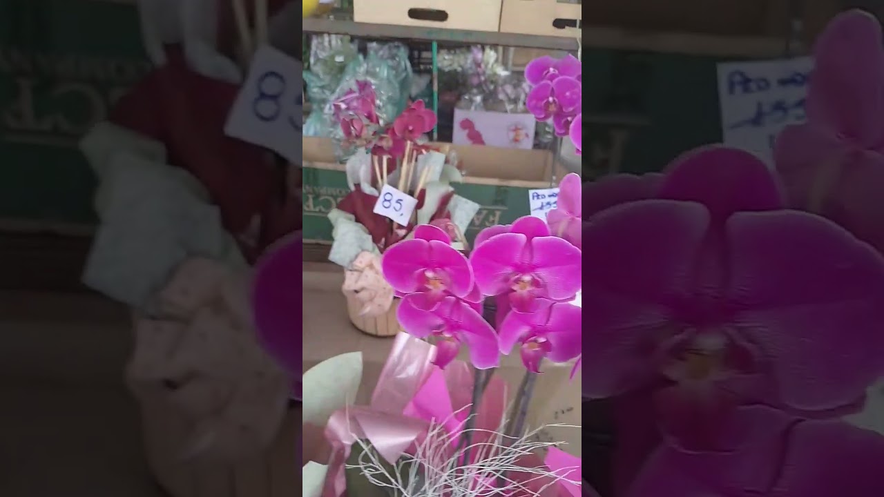 como cultivar orqu&iacute;deas para decorar sua casa  #decora&ccedil;&atilde;o #orquideas