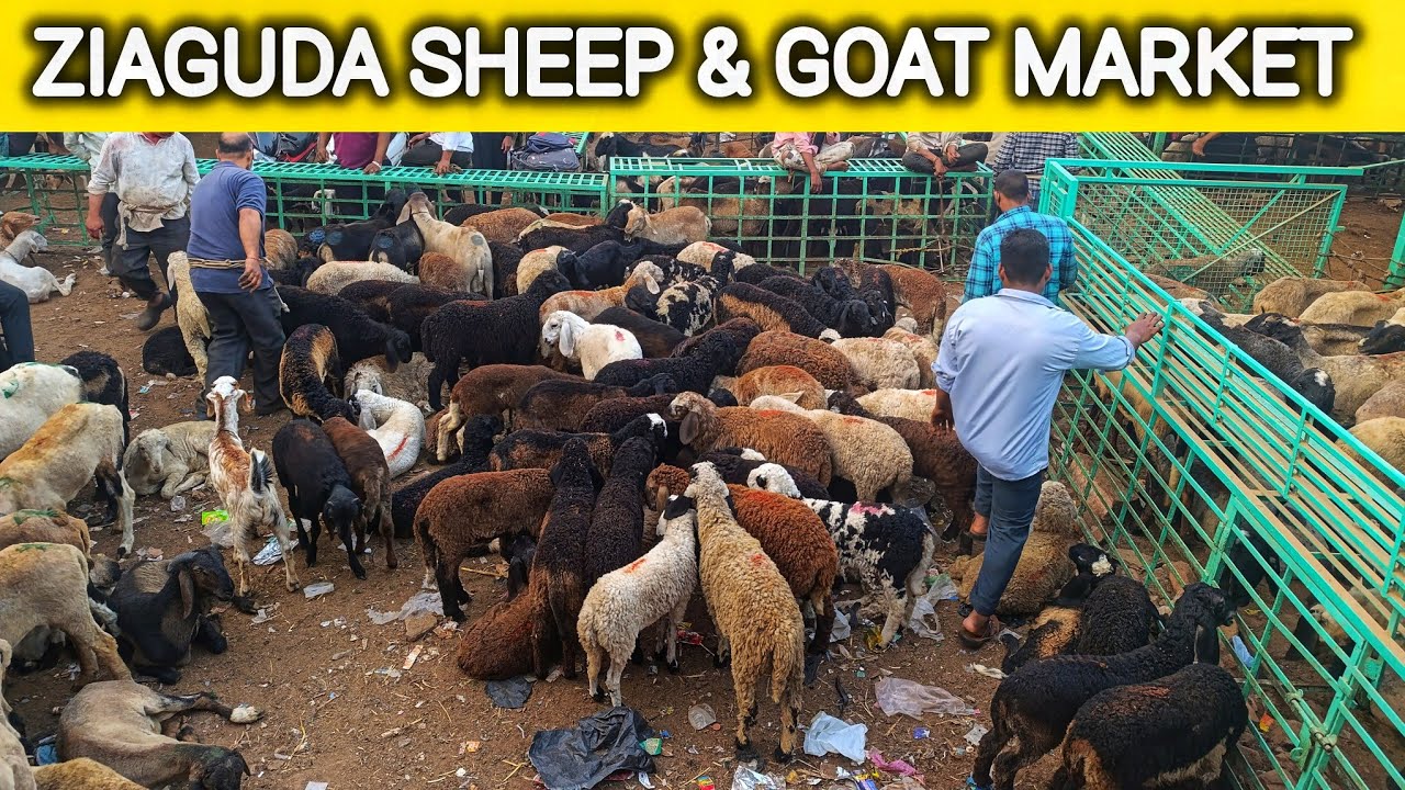 Ramzan Special Haleem wale Bakre 😮 || ZIAGUDA KAMELA HYDERABAD | 2025 Bakra Mandi in India
