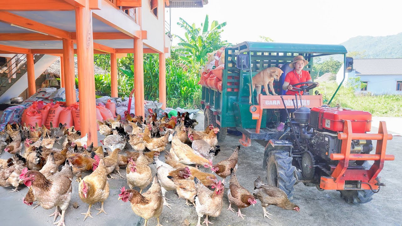 Use Truck To Transport Rice Husks To Supply To The Chicken Farm - Truck Girl | Daily Farm
