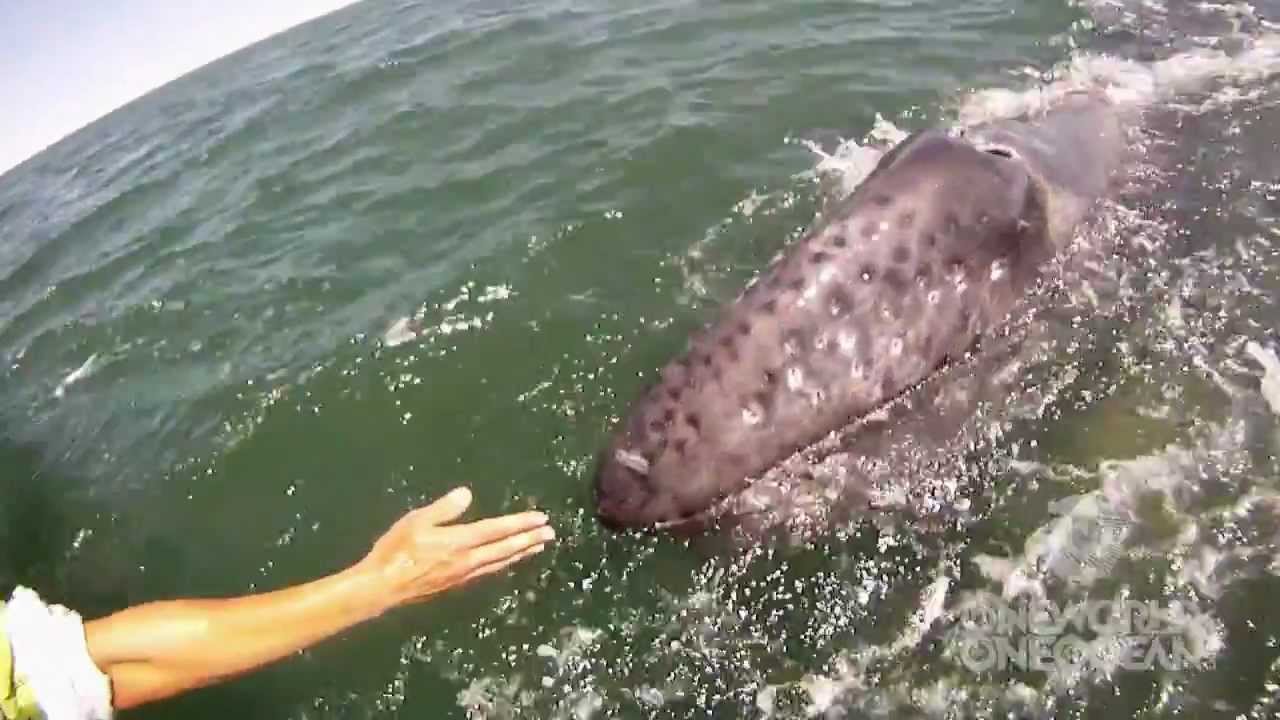 Incredible Whale Encounter - Mother Gray Whale Lifts Her Calf Out of the Water! [HD]