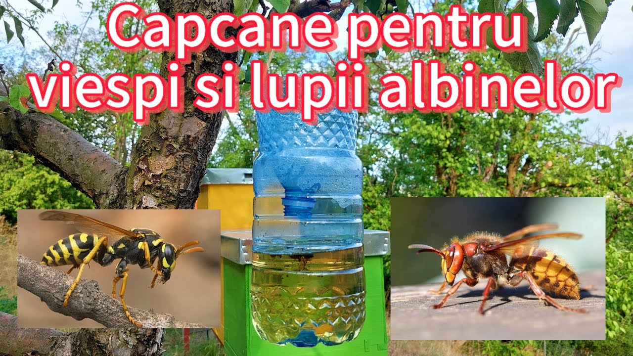 Capcane pentru VIESPI si LUPII ALBINELOR 🐝⛔️🐝