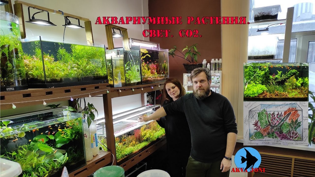 Аквариумные растения.Свет. СО2.