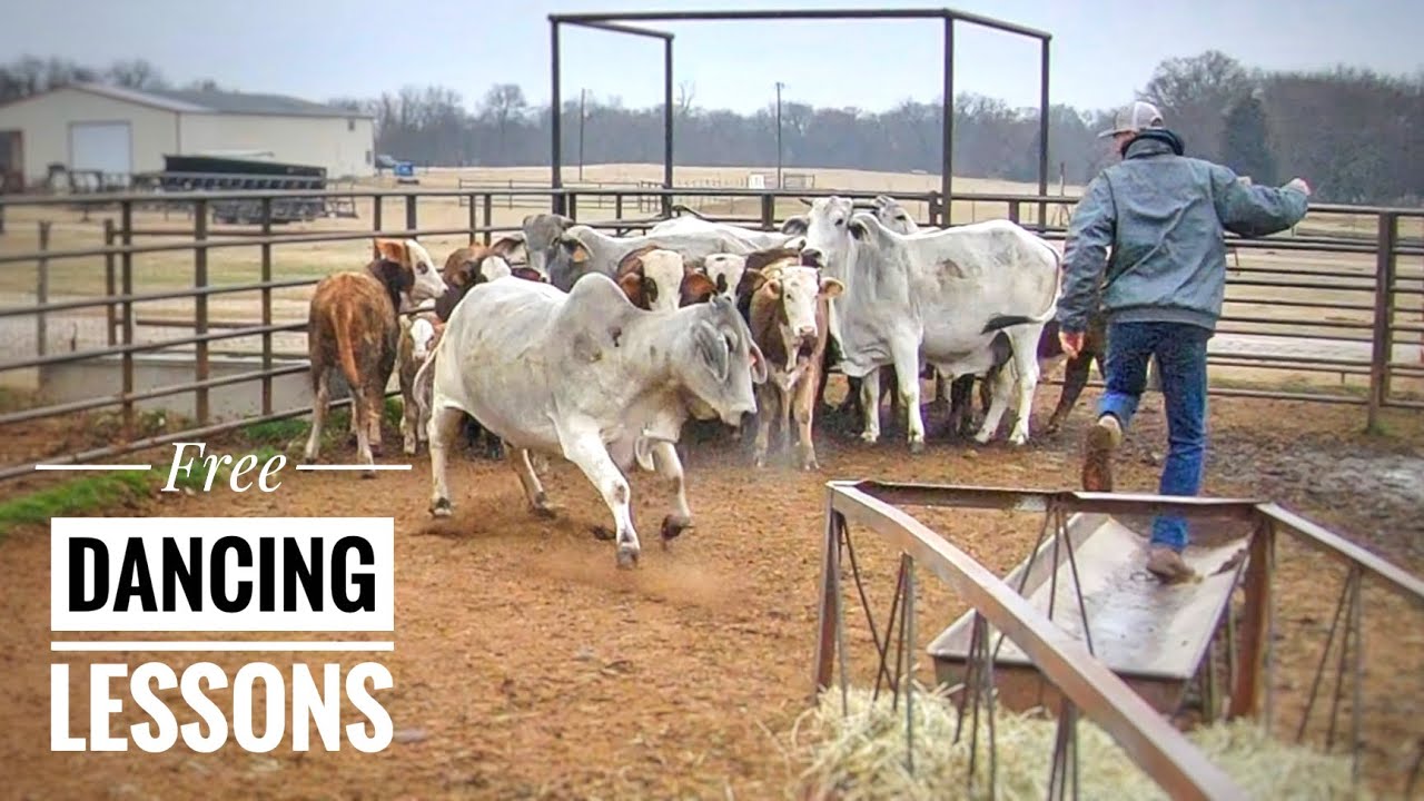 These Brahmas Will Make You Dance!