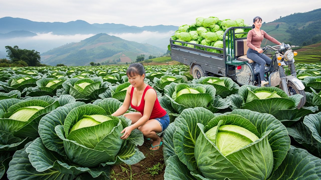 REWIND TIMELAPSE --900 Days Harvest 10.000 Cabbages, Cauliflowers and Kohlrabi Go To Sell