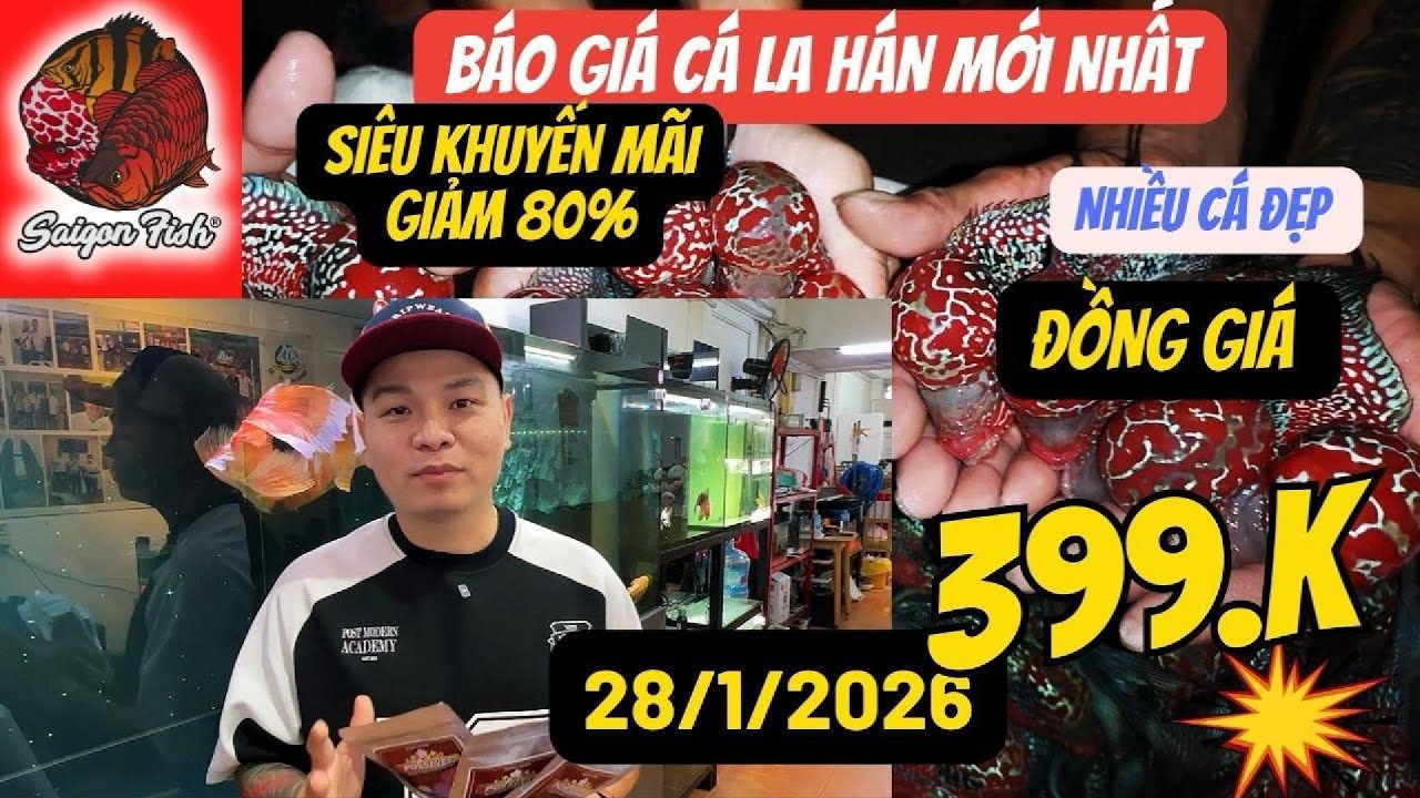 Khuyến Mãi Tết Cá La Hán 399K | Cá Đẹp Đầu Gù Châu Sáng Tuyển Kỹ Cho Anh Em Chơi Tết