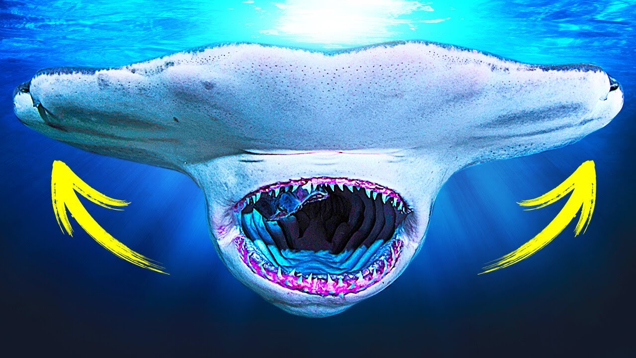 Creature delle profondit&agrave; marine che sembrano provenire da un altro pianeta
