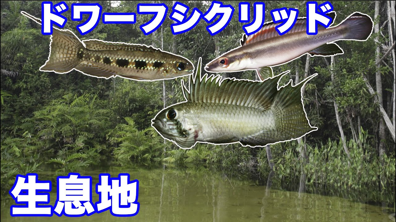 3種の ドワーフシクリッド 生息地 ベネズエラ の 川 チェッカーボードシクリッド アピストグラマ ドワーフパイクシクリッド dwarf cichlid