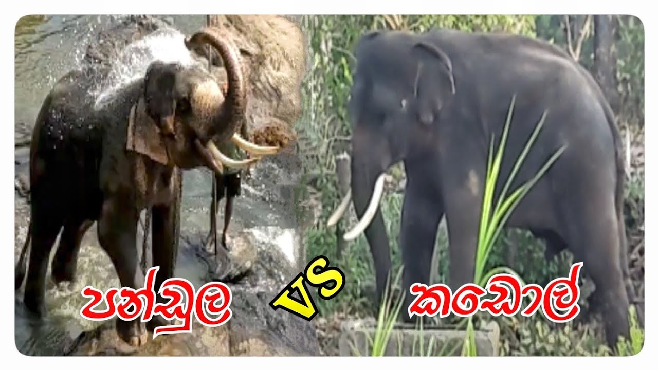 TUSKER  PANDULA & KADOL | ❤️ ලාබාලම පන්ඩුල ඇතු සමගින් කඩොල් ඇතු #elephant #tusker  #pinnawala