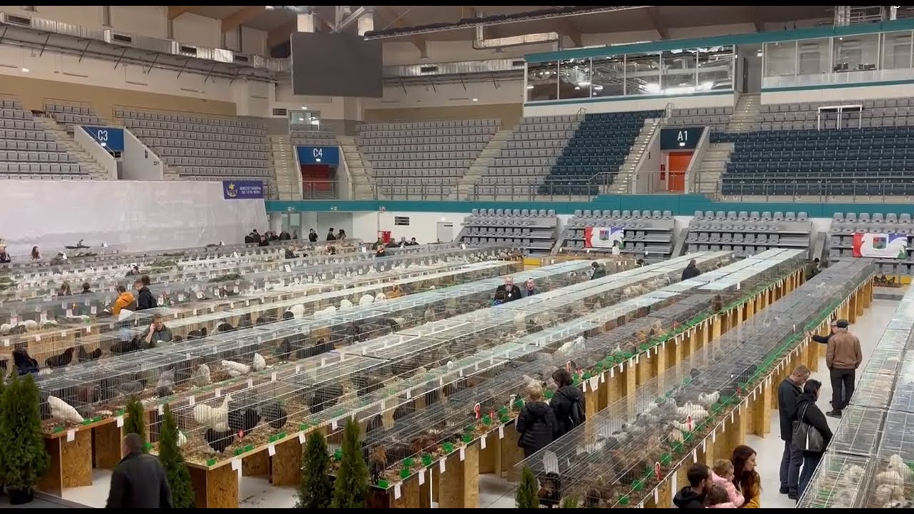 Sektor niebo - czyli gołębie ozdobne na wystawie w Tarnowie 2024