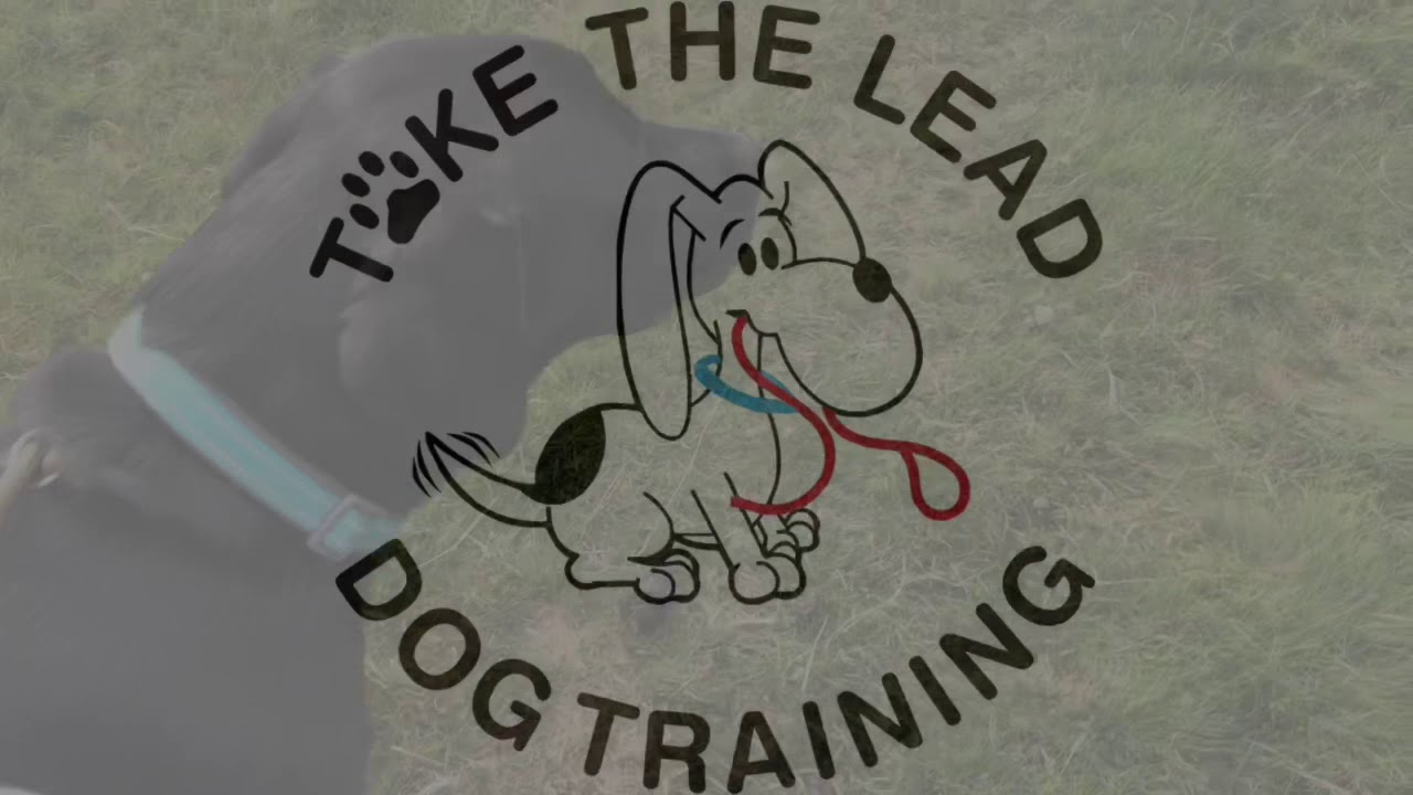 Jamie Penrith -training a dog to walk to heel on and off leash