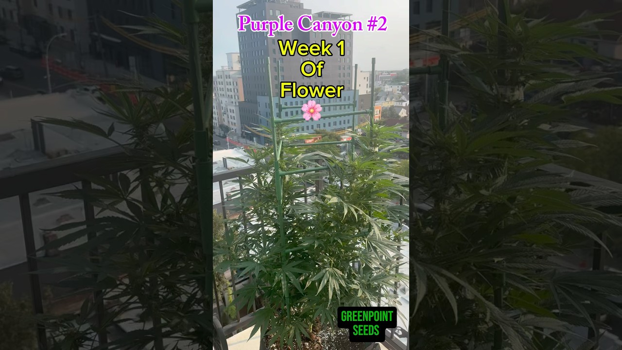 🌆 Gotham City Grower | Purple Canyon #2 | Week 1 of Flower | Outdoor NYC Grow 🌱✨