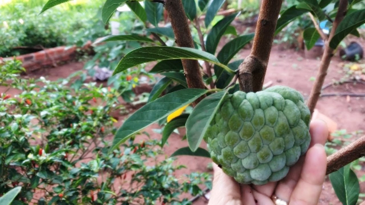 MUITA FARTURA NO SÍTIO COM VÁRIOS PÉS DE FRUTAS! TUOR PELO MEU QUINTAL