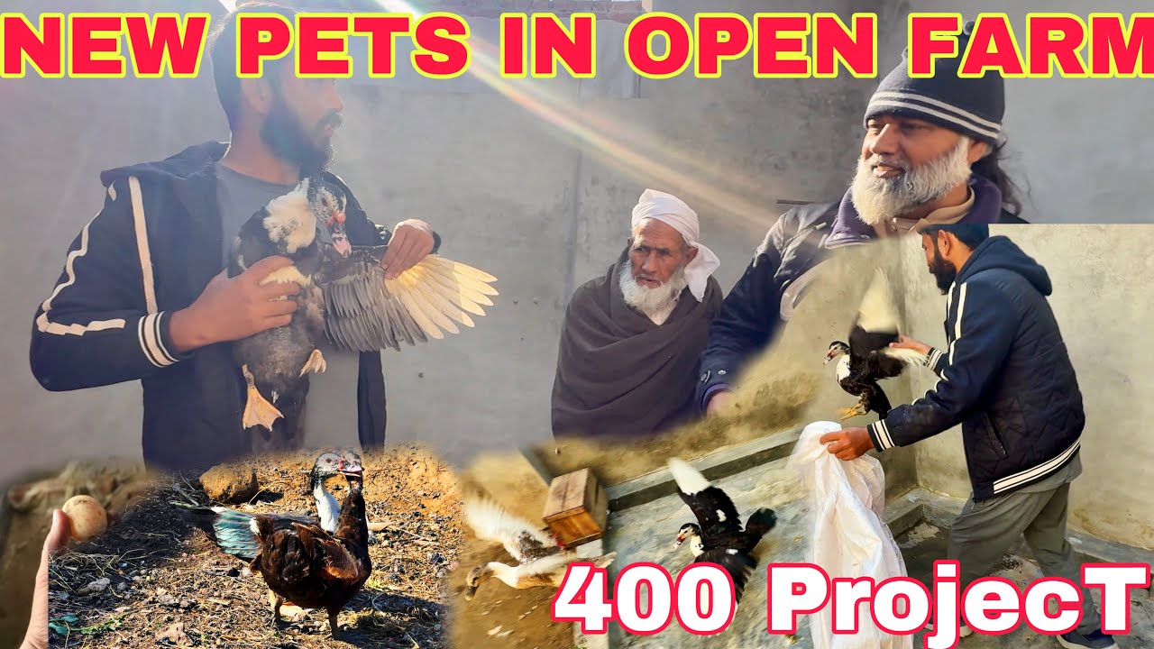 New Pets Added into our Open Farm New Bread Ready Soon | 400 Chicken 🐓 Business iiAddition | Mr Asad
