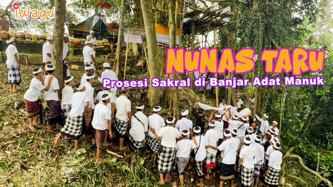 NUNAS TARU | Penuh Semangat Karena Baru Pertama Kali di Banjar Adat Manuk Ada Prosesi Ini