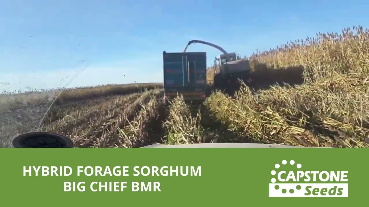 HYBRID FORAGE SORGHUM &ndash; BIG CHIEF BMR
