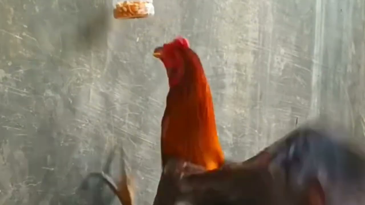 4 cara melatih pada ayam laga versi aa jago#ayambangkok #thailand 
