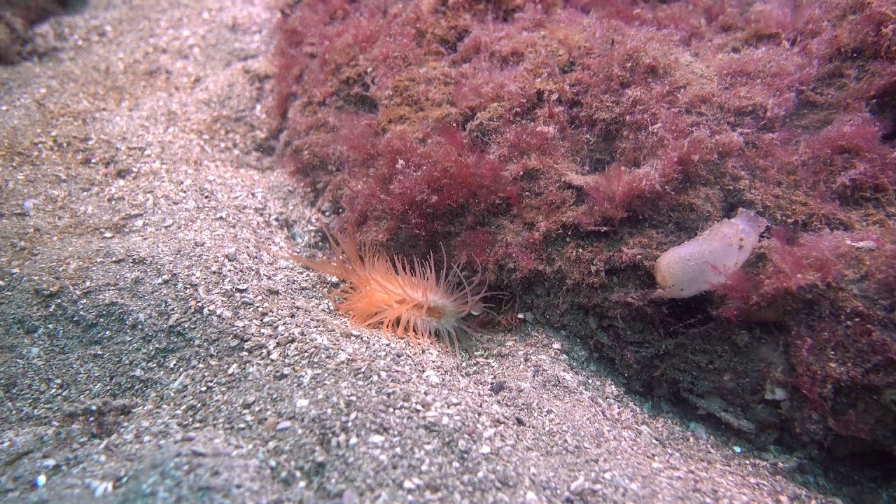 Flame shell in Loch Carron, Ross and Cromarty