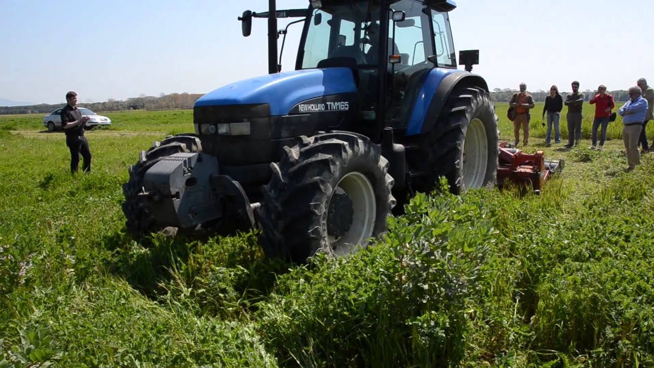 Hairy Vetch – an excellent green manure for dry conditions (Aug 2014)