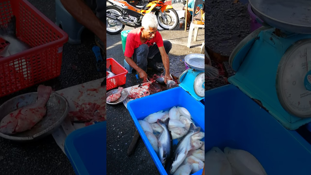 Siang Ikan Patin Hidup-Hidup Paling Win