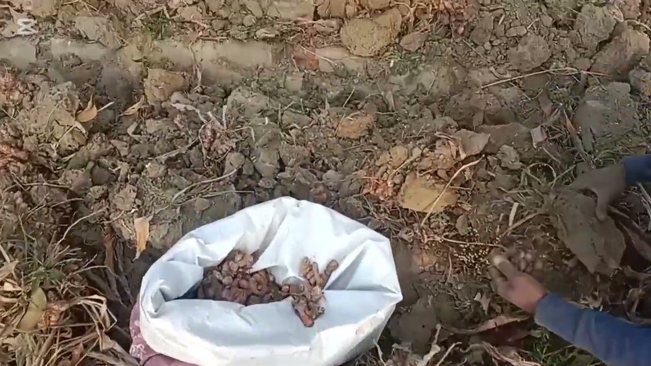 আজ আমরা আমাদের হলুদ গুলা তুলে ফেললাম
