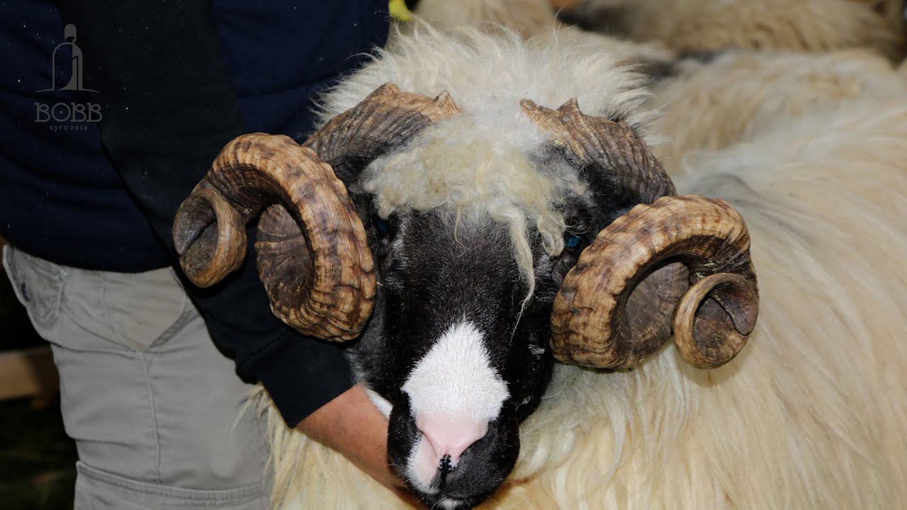 EXPOZIȚIA DE OVINE ȘI CAPRINE DE LA OCNA ȘUGATAG, JUDEȚUL MARAMUREȘ 2023