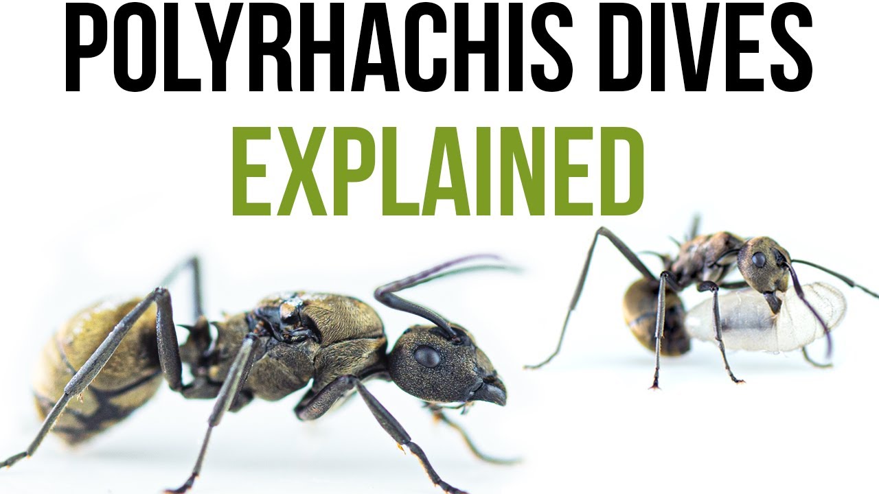Do you really know Polyrhachis Dives? Everything about these cardboard nest builders!