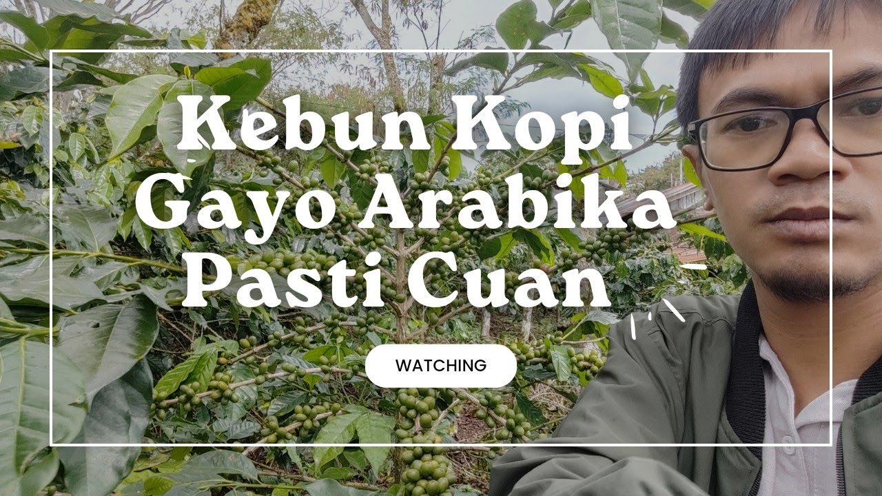 Perkebunan Kopi Gayo Arabika Ateng Super | Segera Panen