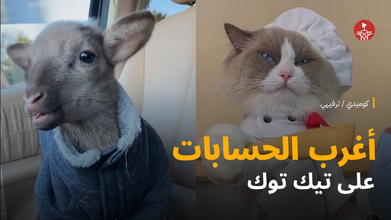خروف موديل، وقطة بتطبخ .. إليكم أغرب الحسابات على تيك توك 😁