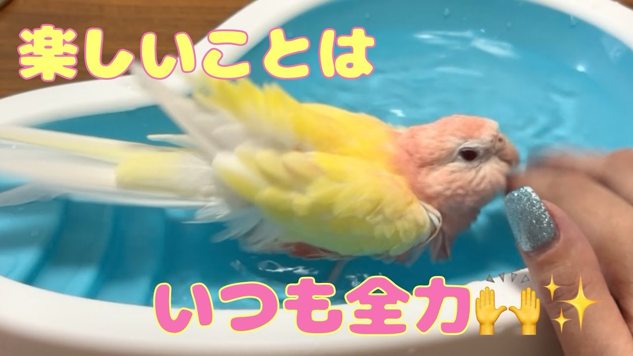 【アキクサインコ】いつもの水浴びも全力で楽しむアキクサインコ🙌✨