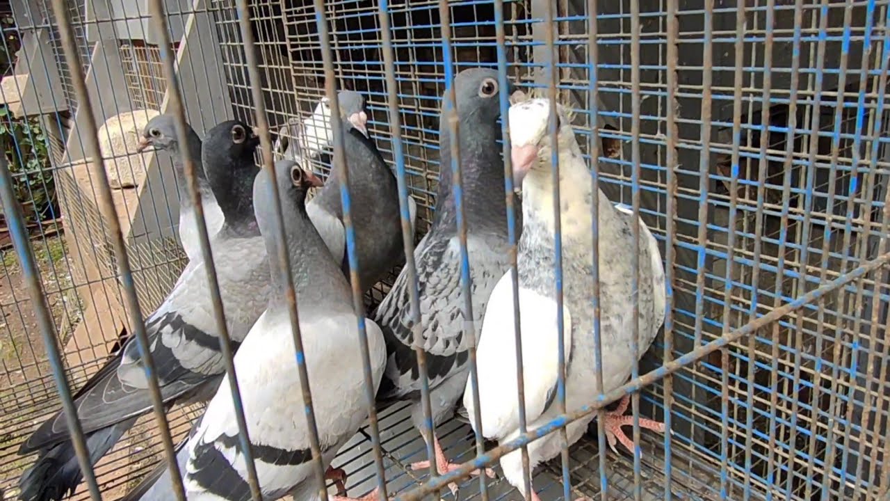 Anakan (piyikan) lagi belajar mengenal area kandang