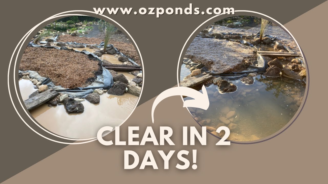Clear up a muddy pond fast!