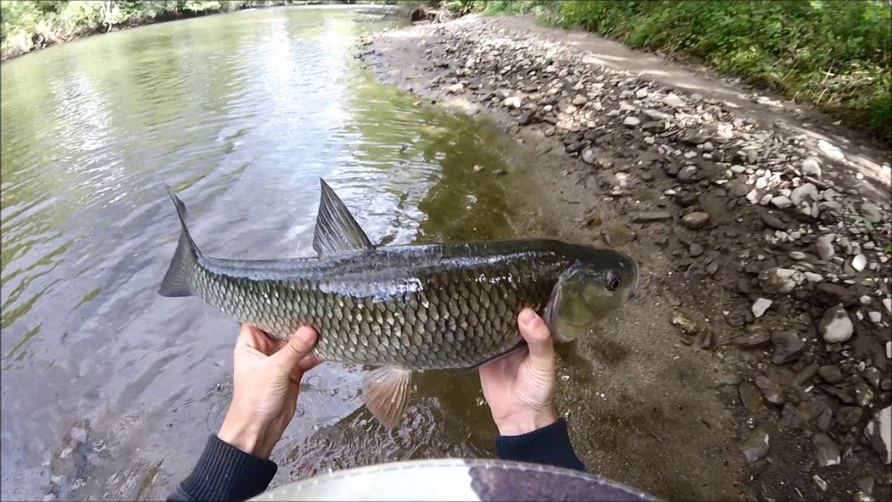 saison de p&ecirc;che 2017