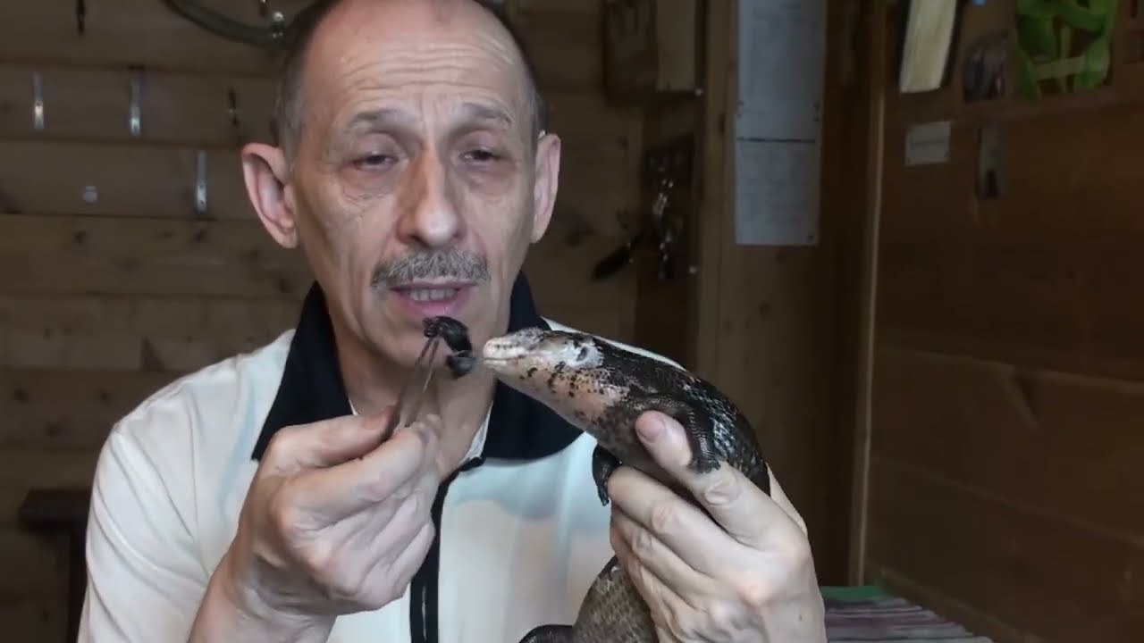 Гигантский синеязыкий сцинк Tiliqua gigas