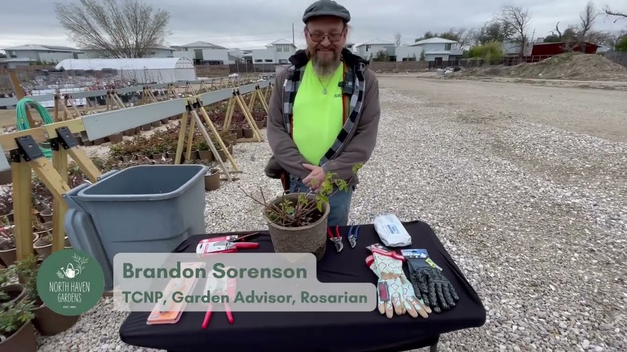 Master the Art of Rose Pruning 🌹 | Expert Tips for Healthy, Beautiful Roses