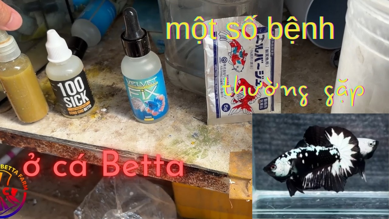 Một vài bệnh thường gặp ở Cá Betta ✩ 0932548988 Shop Betta Bình Dương