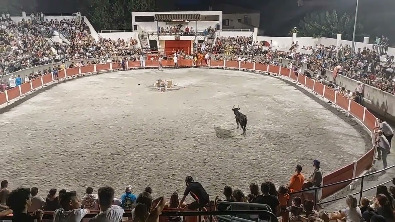 jeux taurins du 27/07/24 arène de Milhaud. L'intégrale sans filtre. Manade Cayzac #milhaud #taureau