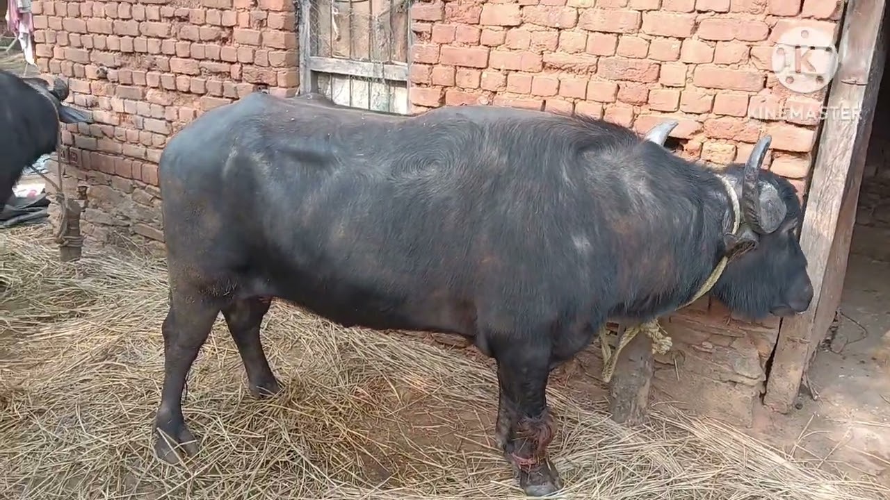 Bablu Mahato 1no 2no  kara 2026