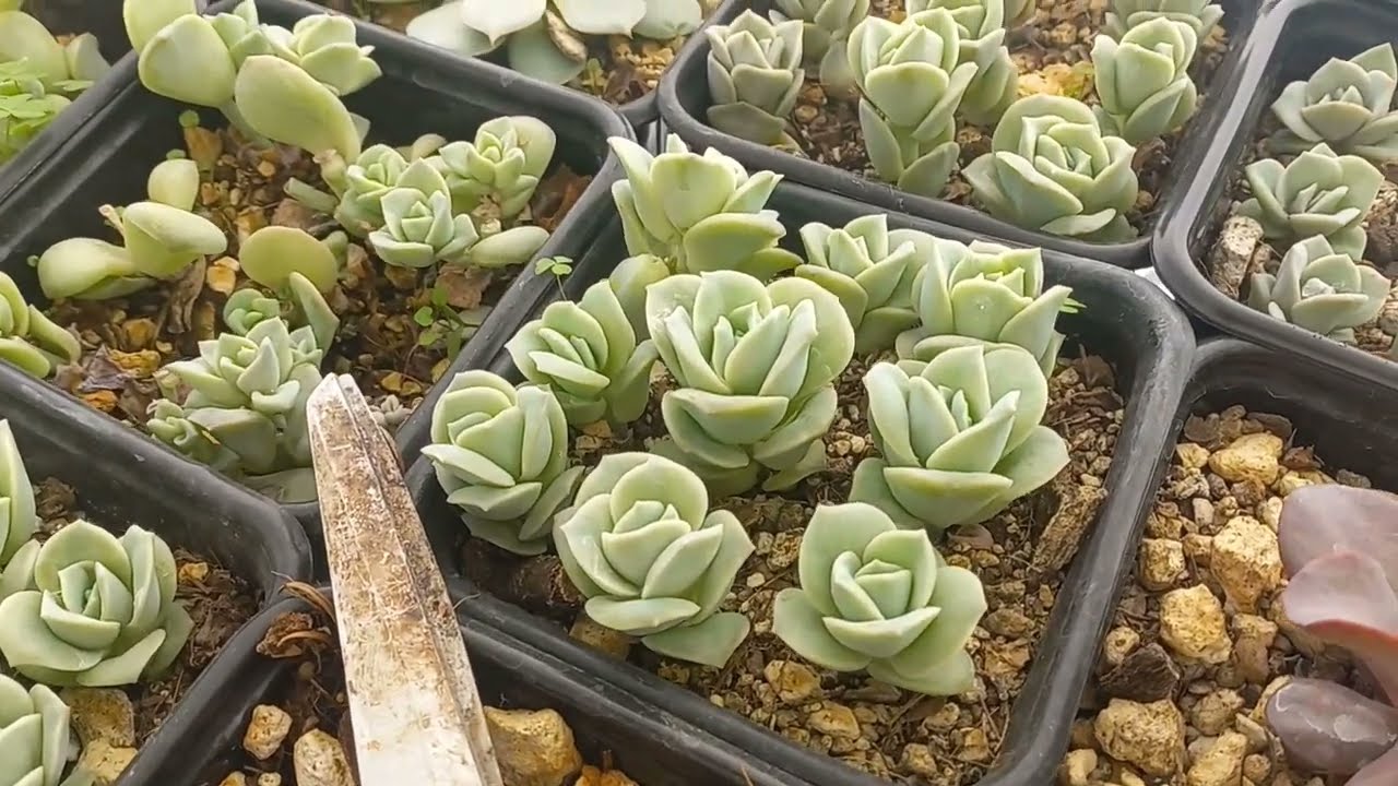Graptoveria Lovely Rose (Como hacer muchas plantas de 1 sola)