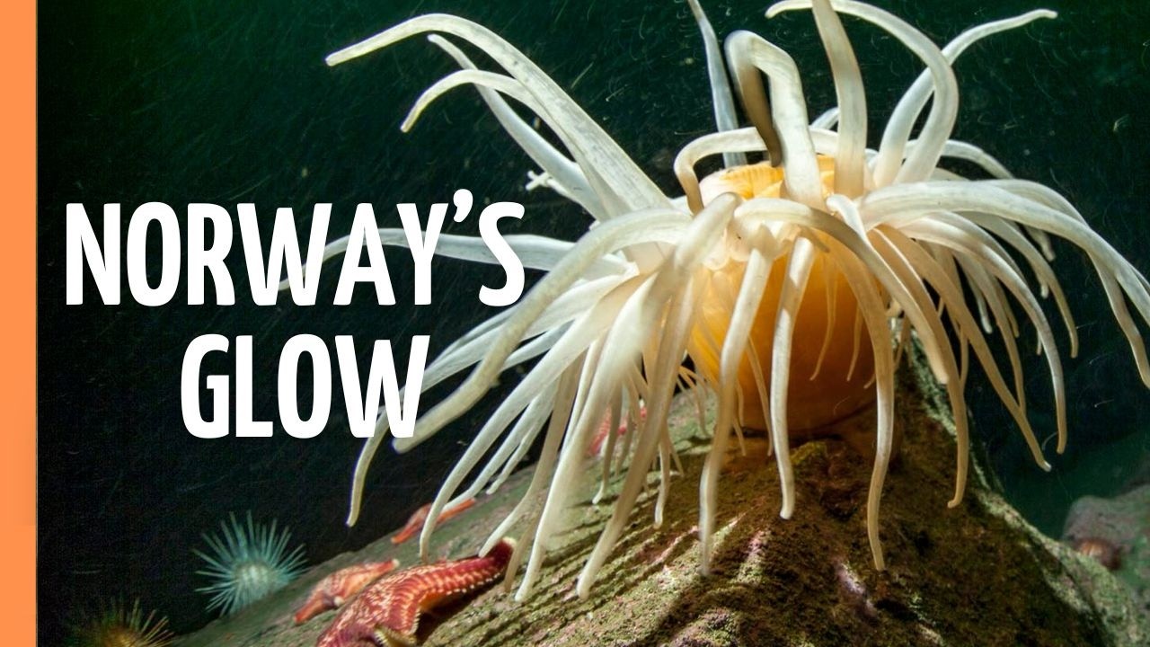 GLOWING MONSTERS: Secret Life of Arctic Fjords | Full Documentary