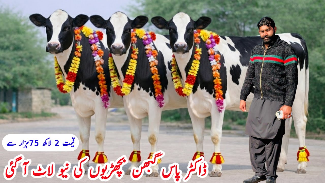 🚨 Heavy Pregnant Friesian HF Heifers | Best Dairy Heifers for Sale in Punjab Pakistan
