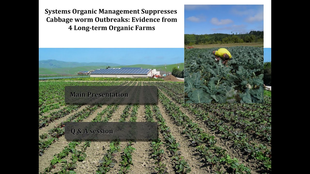 Systems Organic Management Suppresses Cabbage worm Outbreaks