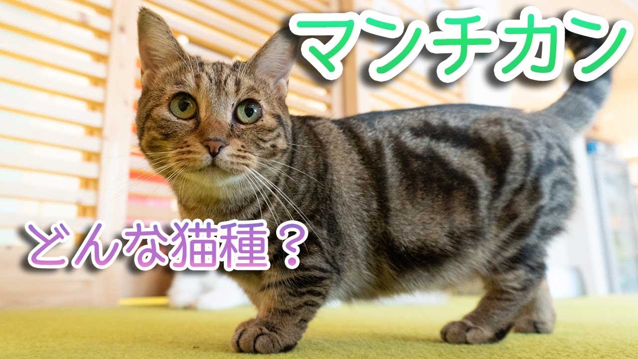 マンチカンってどんな猫種？性格、特徴、歴史、注意点解説！