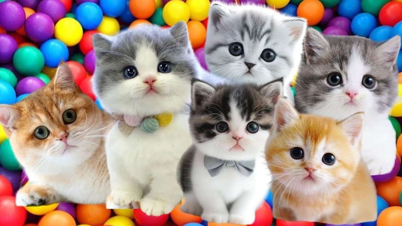 kucing lucu ANAK KUCING MEONG MEONG - kucing meong meong - kucing kawin - KUCING PERSIA LUCU