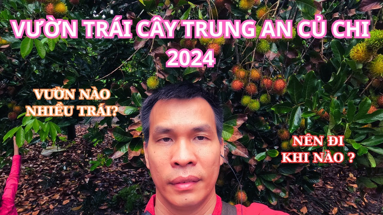 Tham quan vườn trái cây Trung An Củ Chi 2024 hiện tại nhiều trái không? nên đi khi nào?/@TomuFood