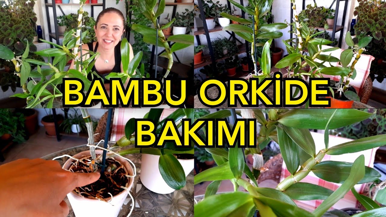 КАК УХОДИТЬ ЗА БАМБУКОВОЙ ОРХИДЕЕЙ ✅#orchidbamboo #bambooorkide#flowercare