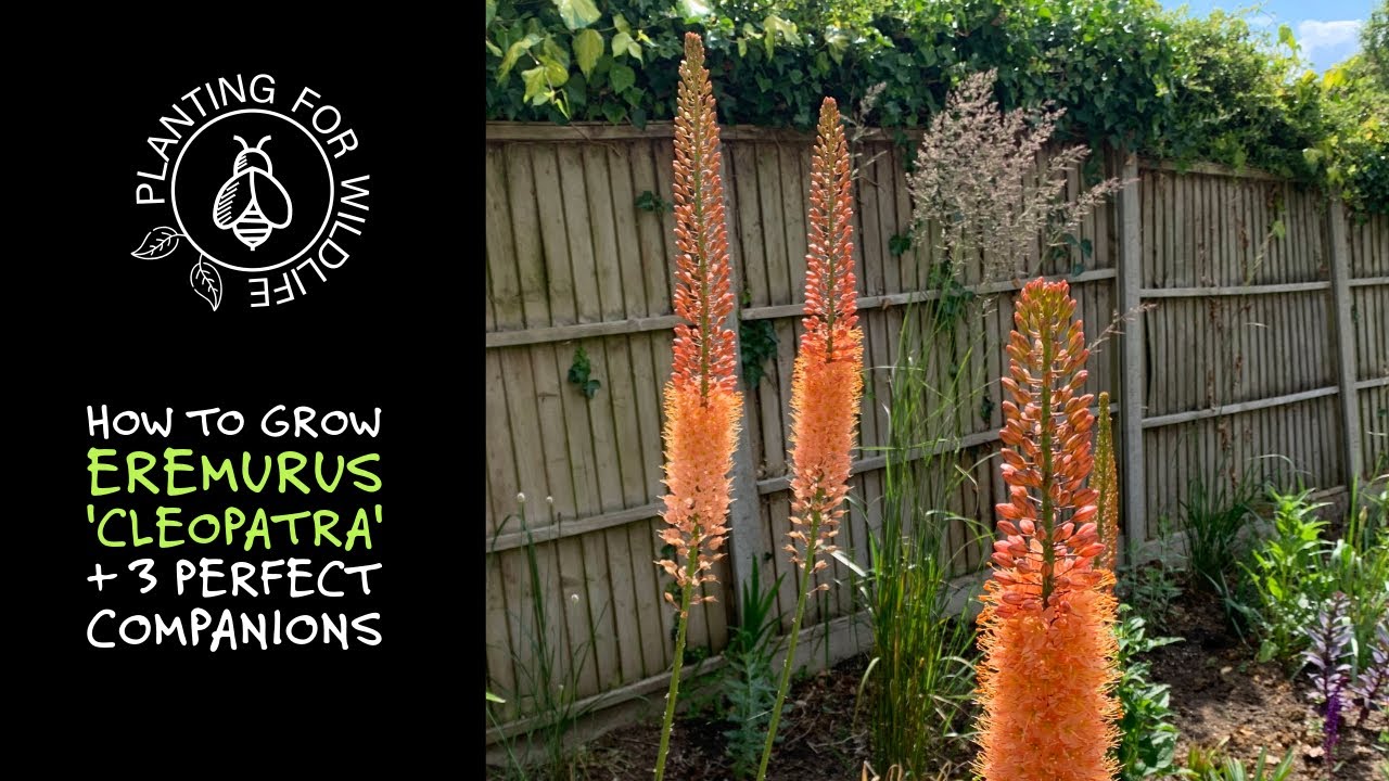 How to grow Eremurus 'Cleopatra' + 3 perfect companions