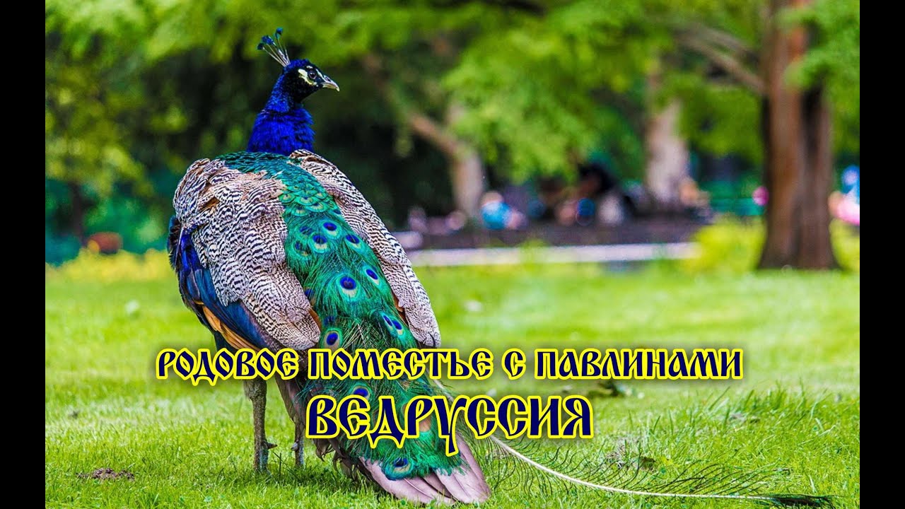 Павлины в Родовом Поместье - Ведруссия