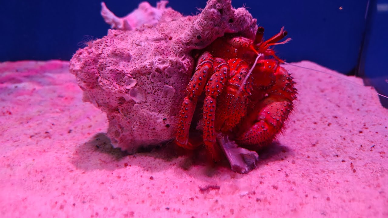 Underwater World Pattaya Thailand | Amazing Marine Life & Ocean Tunnel 🐠 #thailand trip #pattaya 