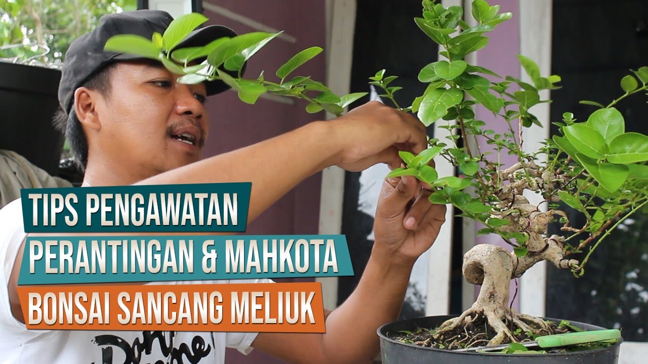 Tips Pengawatan, Perantingan Dan Mahkota Bonsai Sancang Meliuk Bersama Mas Ben, Piyungan