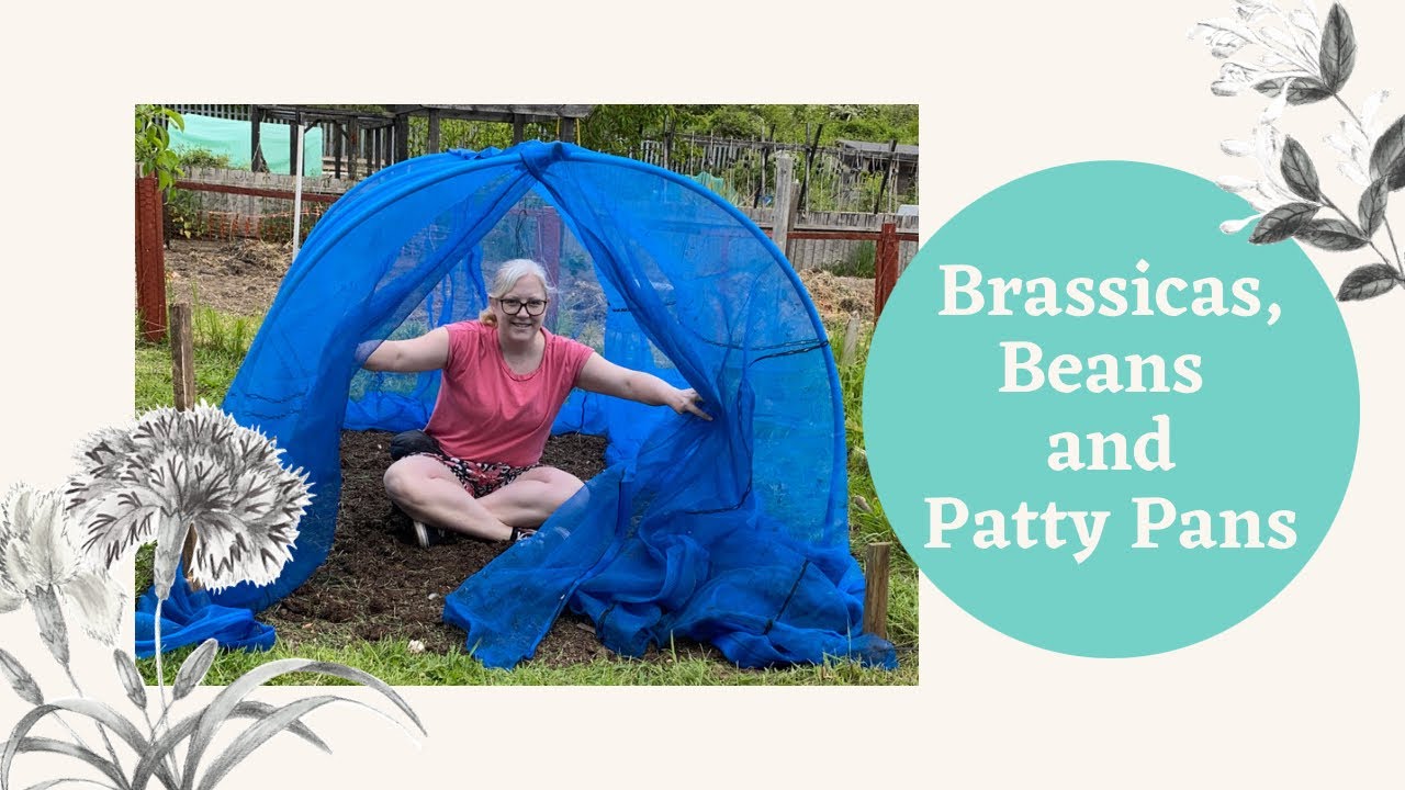 How to protect Brassicas, building bean supports and we have mini Patty pans!!